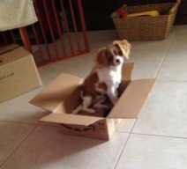 Even my puppy, Lacey, loves book deliveries!